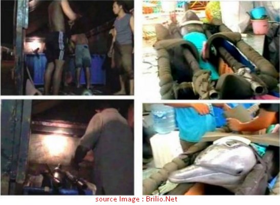 Fakta DI Balik Surkus Lumba - Lumba